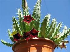 Succulent Soil Perlite