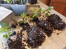 Vermiculite Eller Perlite