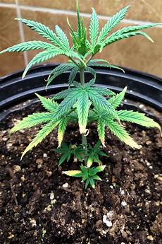 Whats Perlite