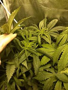 Whats Perlite