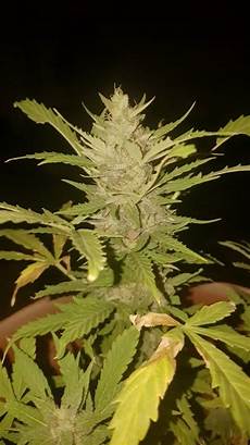 White Perlite